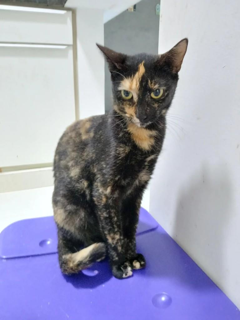Domitila, gato de porte pequeno para adoção em Rio de Janeiro - RJ
