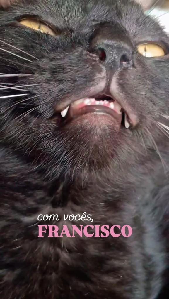 Francisco, gato para adoção em Rio de Janeiro - RJ