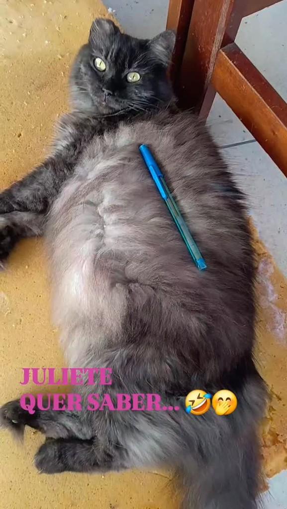 Juliete, gata para adoção em Rio de Janeiro - RJ