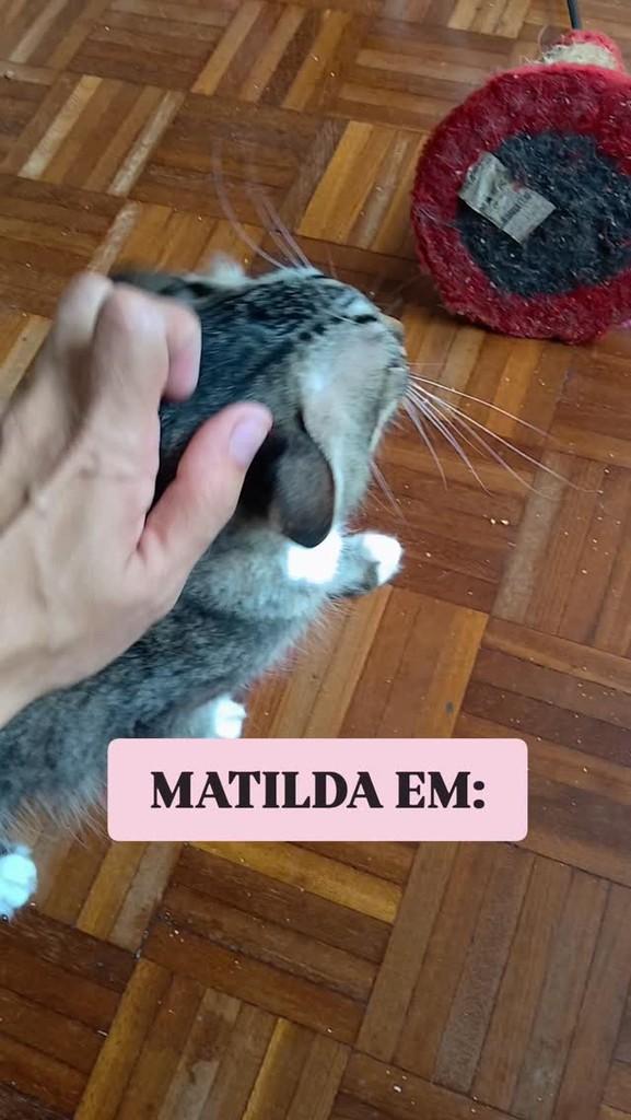Matilda, gata para adoção em Rio de Janeiro - RJ