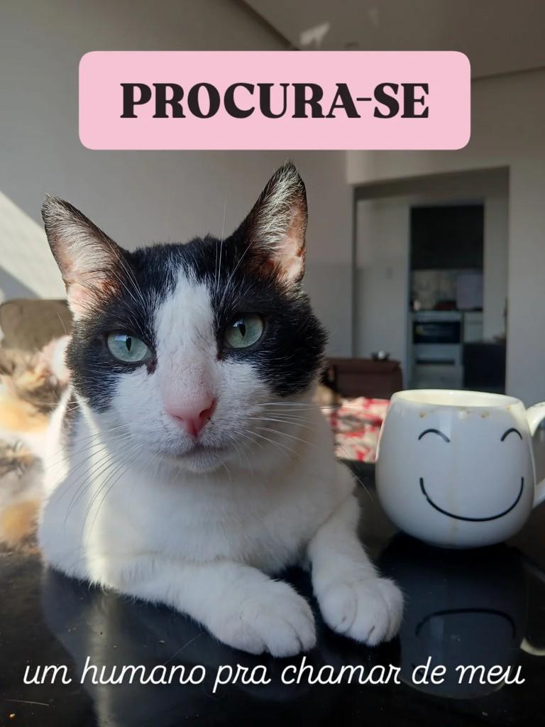 Johan, gato para adoção em Rio de Janeiro - RJ