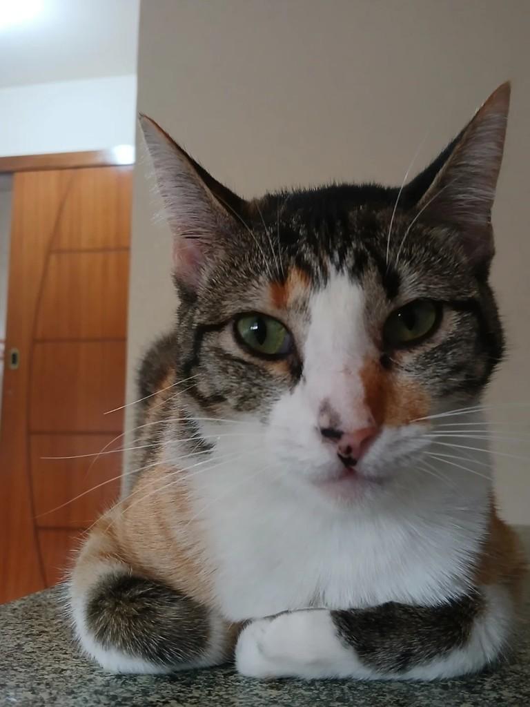 Chiquinha, gata para adoção em Rio de Janeiro - RJ