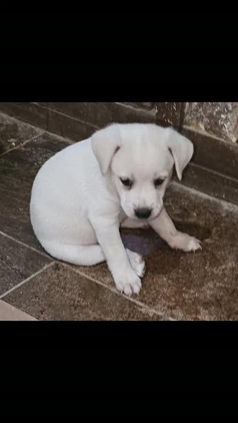 Branquinha, cachorro de porte médio para adoção em Uberlândia - MG