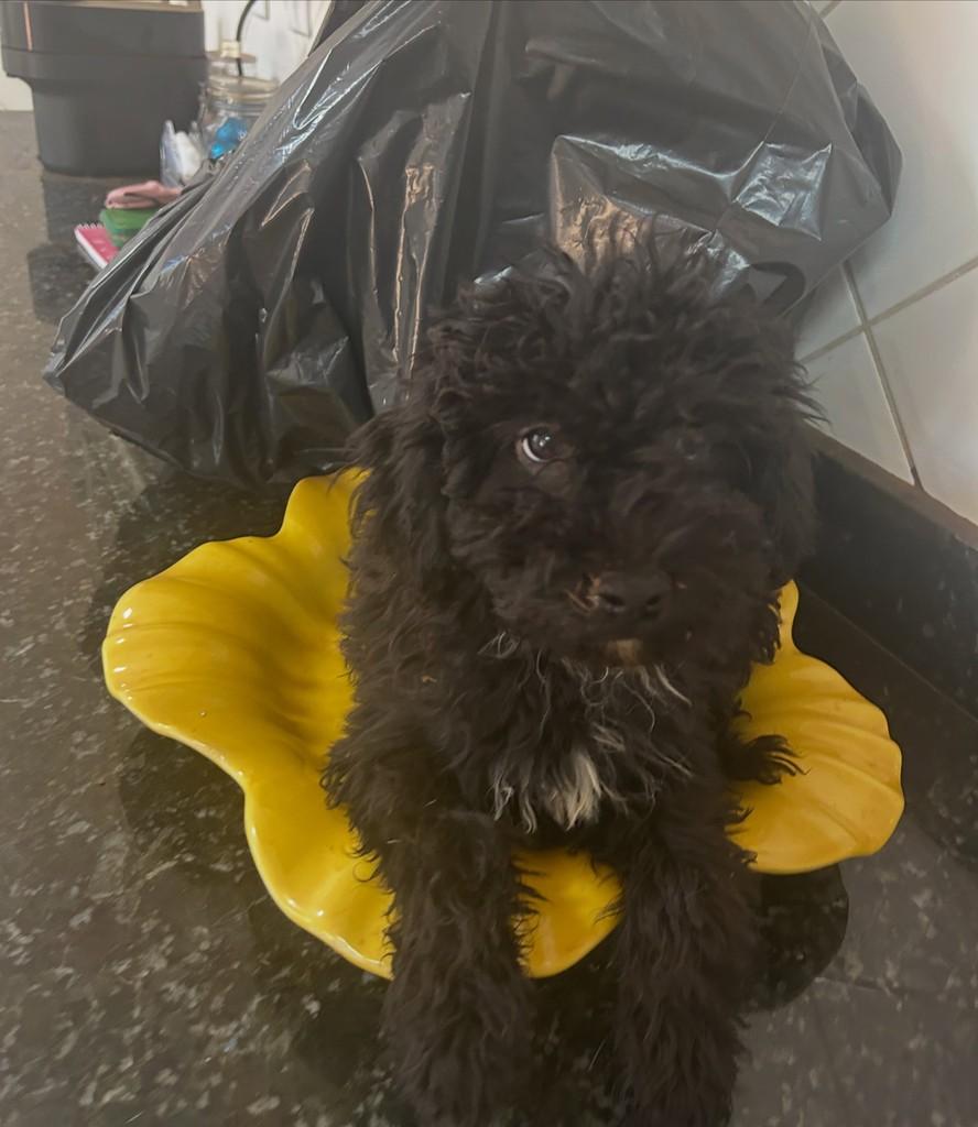 Rita, cachorro de porte médio para adoção em Goiânia - GO