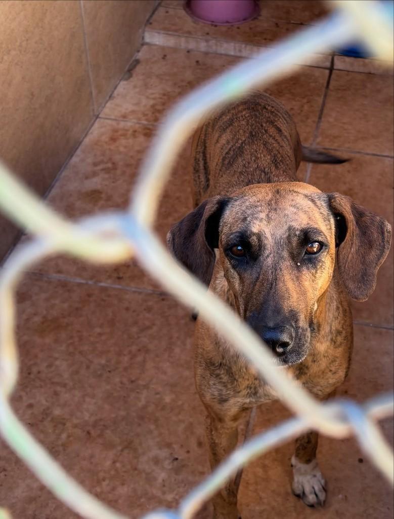 Canela, cadela de porte pequeno para adoção em Goiânia - GO
