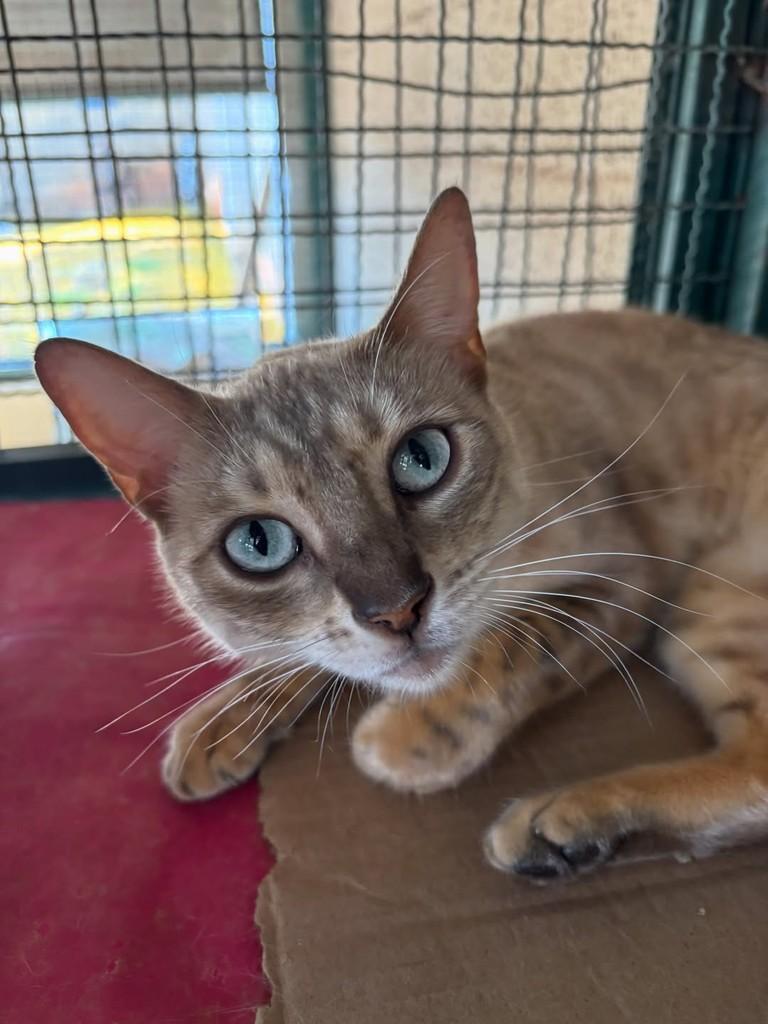 Sky, gato de porte pequeno para adoção em Goiânia - GO