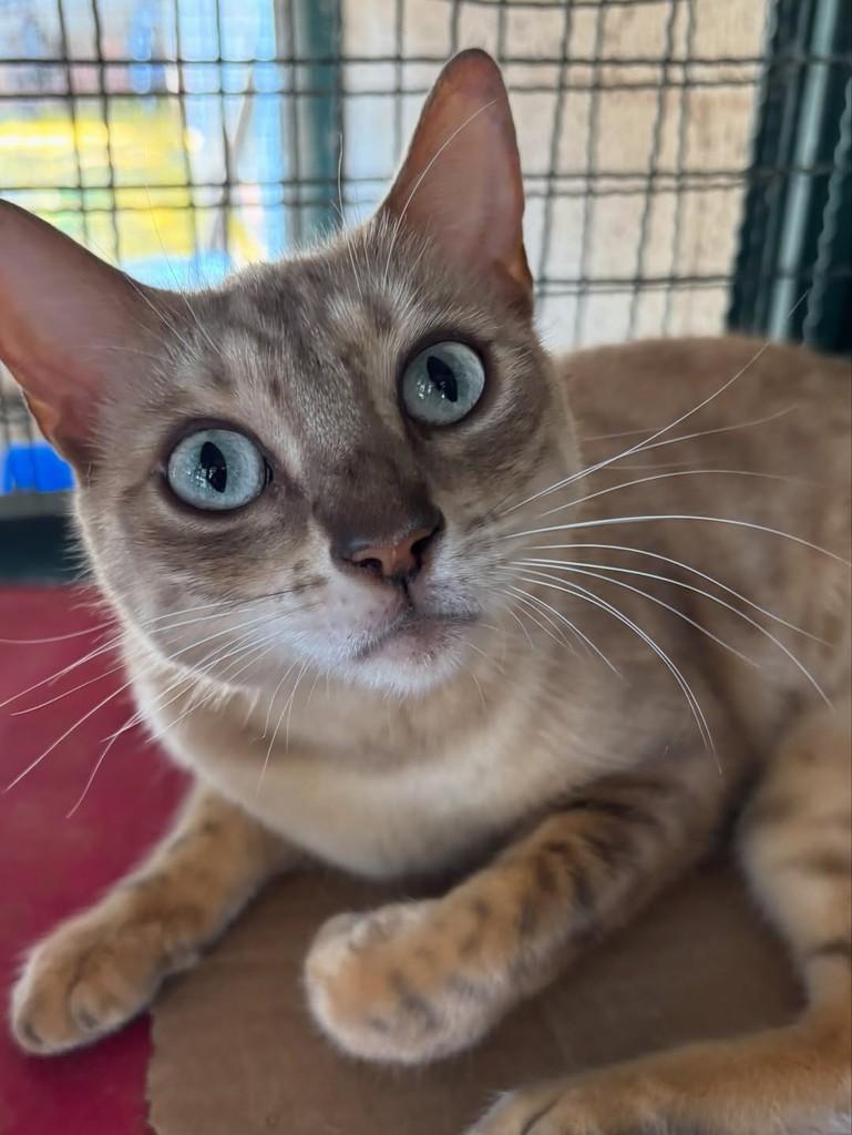 Sky, gato de porte pequeno para adoção em Goiânia - GO — foto 2 de 2