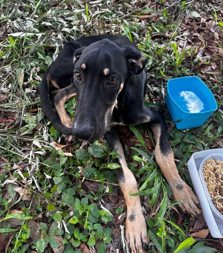 Black John, cachorro de porte grande para adoção em Goiânia - GO