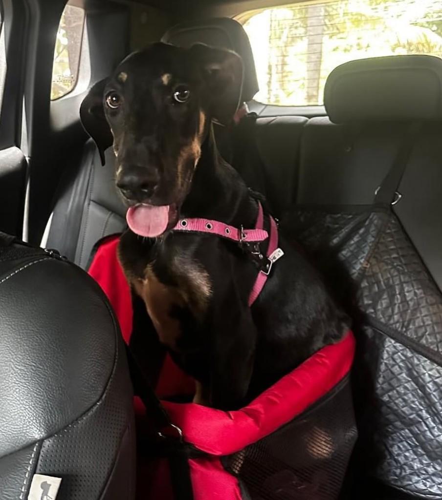 Black John, cachorro de porte grande para adoção em Goiânia - GO — foto 2 de 4