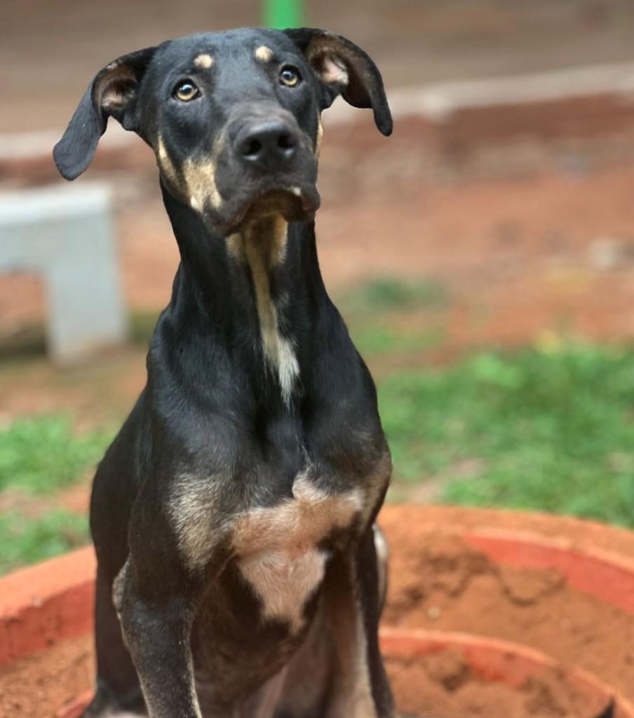 Black John, cachorro de porte grande para adoção em Goiânia - GO — foto 3 de 4