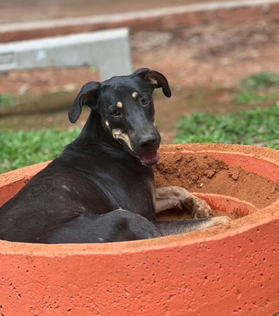 Black John, cachorro de porte grande para adoção em Goiânia - GO — foto 4 de 4