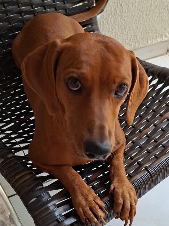 Pipoca, cadela de porte pequeno para adoção em Goiânia - GO
