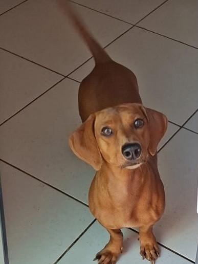 Pipoca, cadela de porte pequeno para adoção em Goiânia - GO — foto 2 de 2
