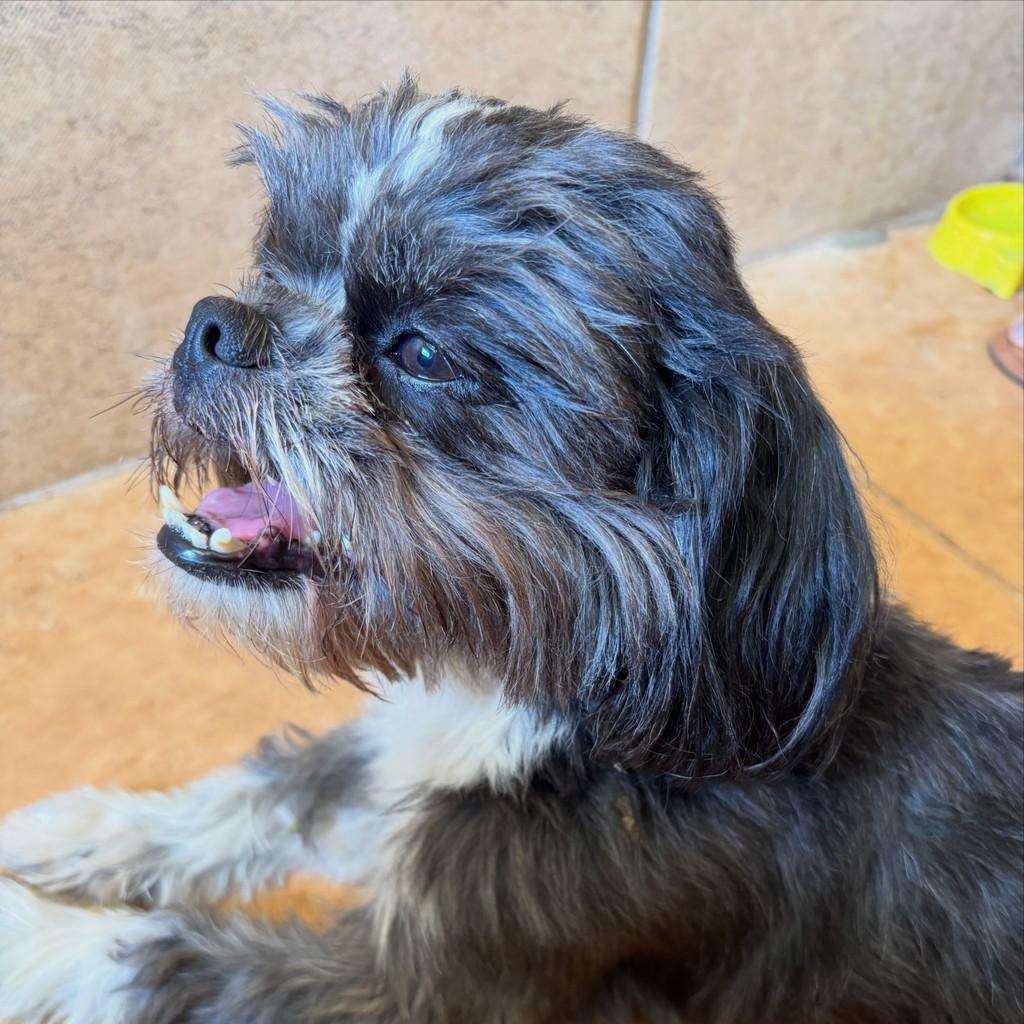 Kiko, cachorro de porte pequeno para adoção em Goiânia - GO