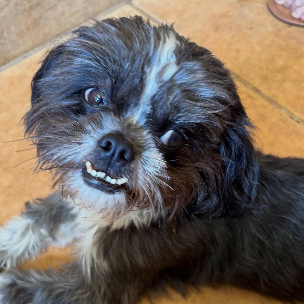 Kiko, cachorro de porte pequeno para adoção em Goiânia - GO — foto 2 de 4