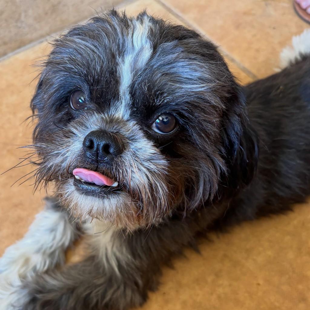 Kiko, cachorro de porte pequeno para adoção em Goiânia - GO — foto 3 de 4