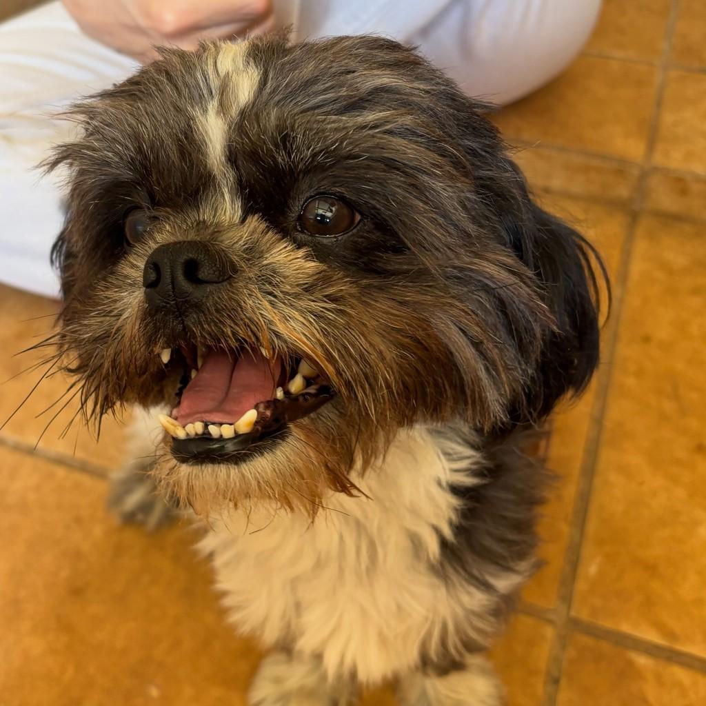 Kiko, cachorro de porte pequeno para adoção em Goiânia - GO — foto 4 de 4