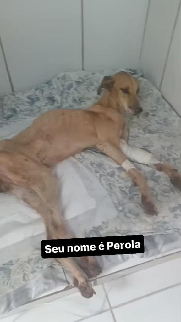 Pérola, cadela de porte grande para adoção em Jataí - GO