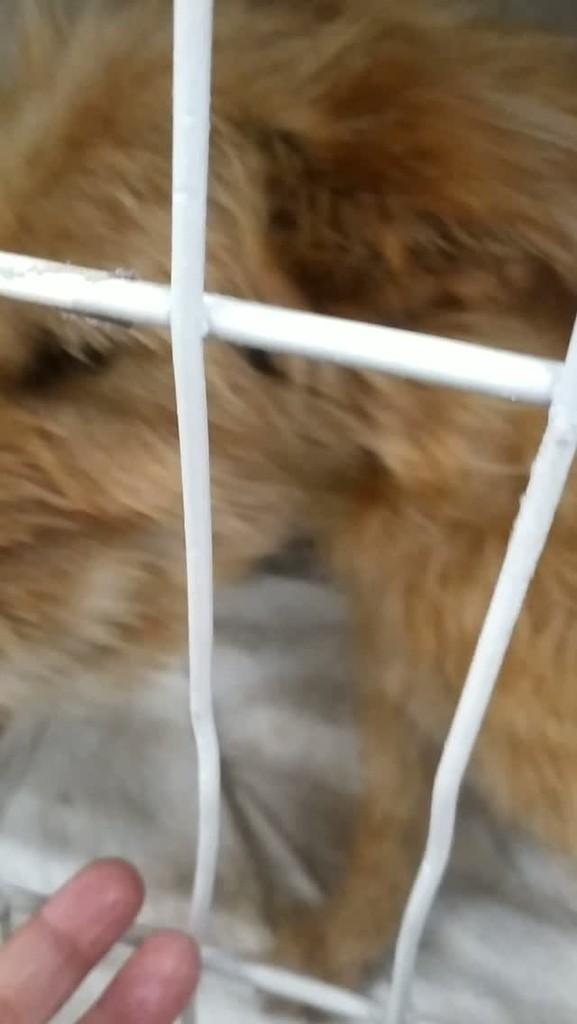Bella, cachorro de porte pequeno para adoção em Jataí - GO