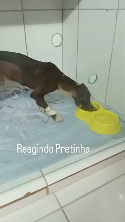 Pretinha, cadela de porte médio para adoção em Jataí - GO