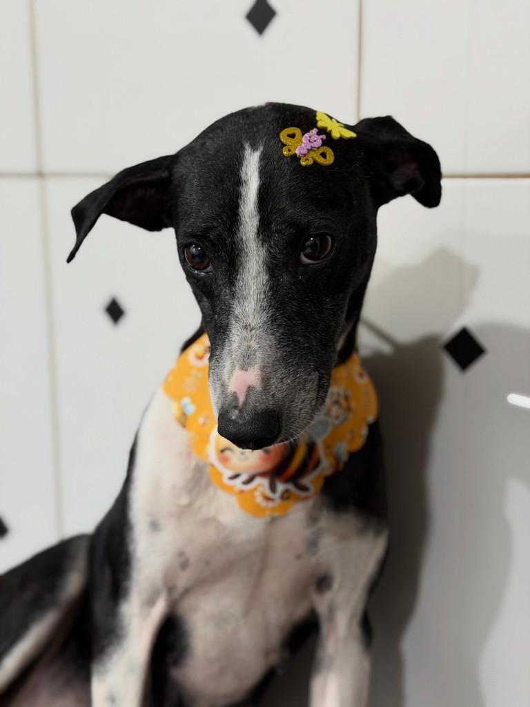 Princesa, cadela de porte médio para adoção em Iconha - ES
