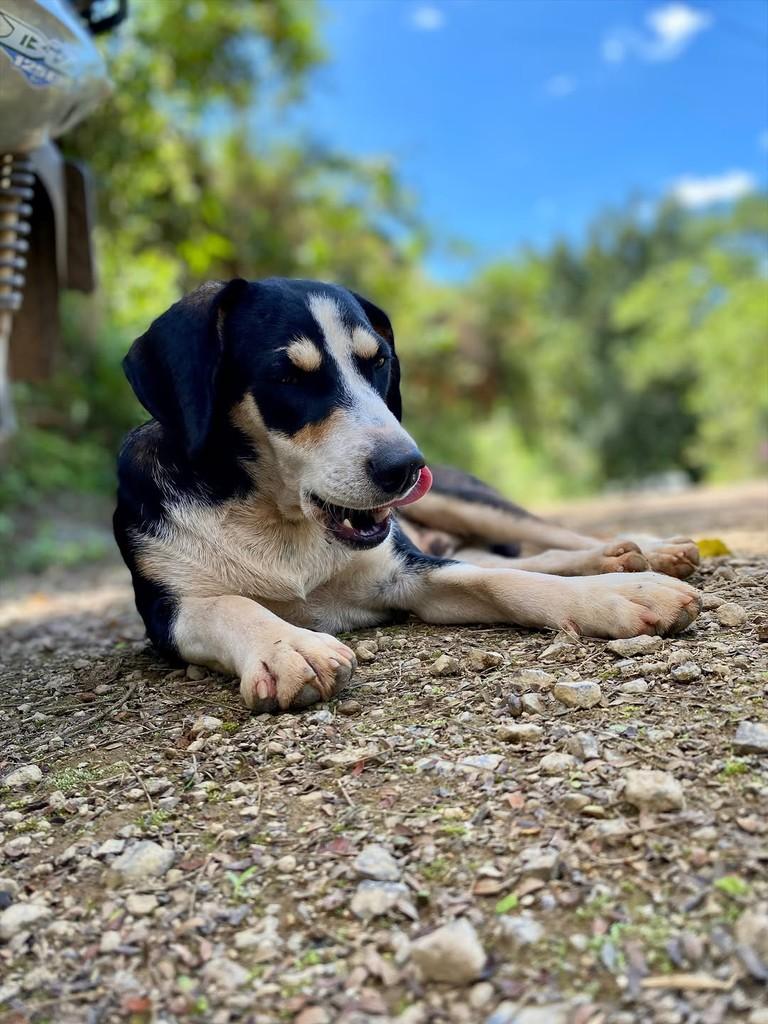 Joca, cachorro de porte médio para adoção em Iconha - ES