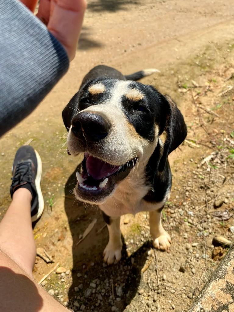 Joca, cachorro de porte médio para adoção em Iconha - ES — foto 2 de 5