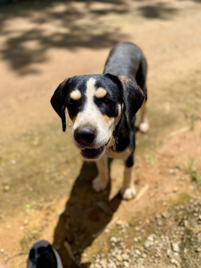 Joca, cachorro de porte médio para adoção em Iconha - ES — foto 3 de 5