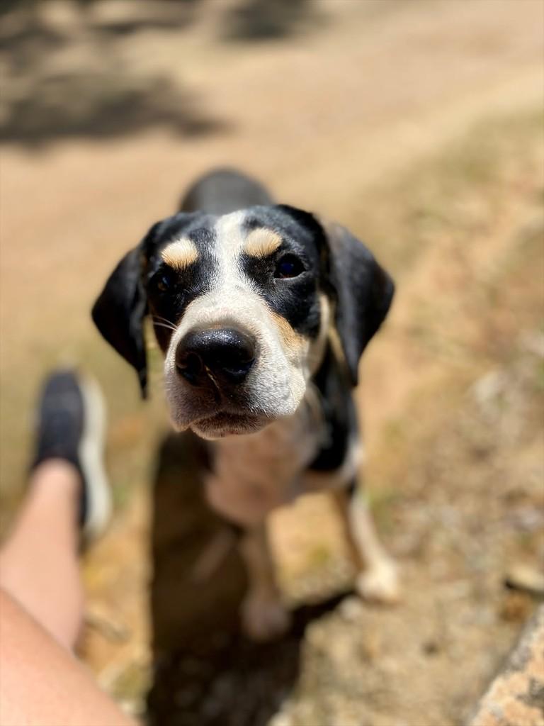 Joca, cachorro de porte médio para adoção em Iconha - ES — foto 4 de 5
