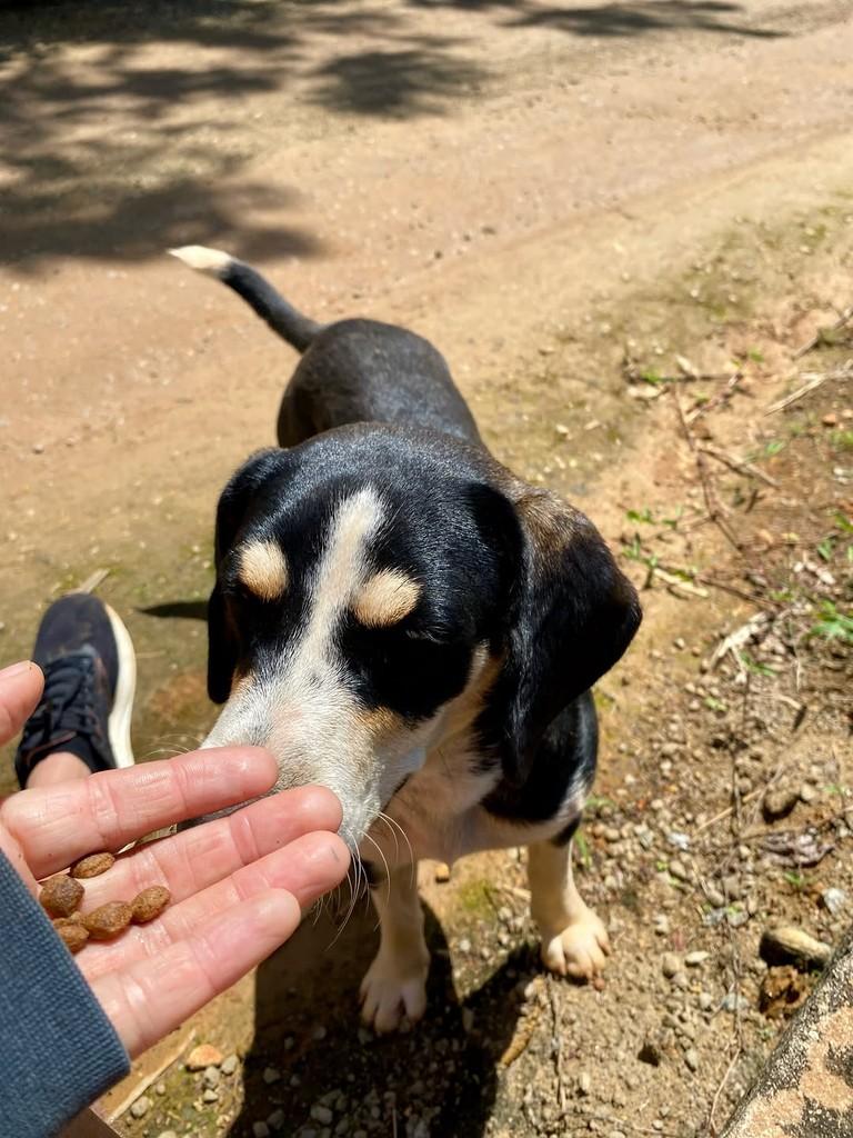 Joca, cachorro de porte médio para adoção em Iconha - ES — foto 5 de 5