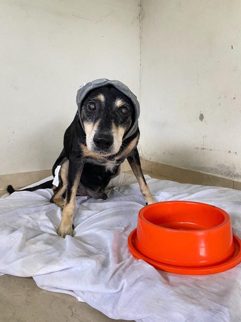 Neguinho Preto Velho, cachorro de porte pequeno para adoção em Iconha - ES