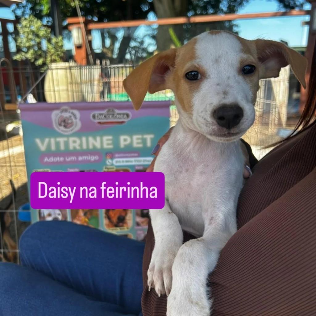 Daisy, cadela de porte pequeno para adoção em Santo Antônio da Patrulha - RS