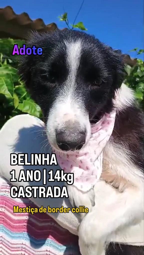 Belinha, cachorro de porte médio para adoção em Santo Antônio da Patrulha - RS