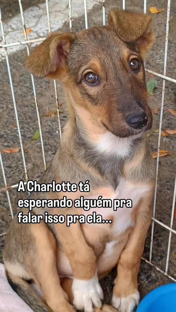 Charlotte, cadela de porte pequeno para adoção em Santo Antônio da Patrulha - RS