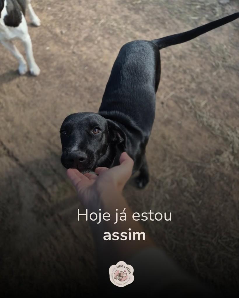 Eu, cachorro de porte médio para adoção em Santo Antônio da Patrulha - RS