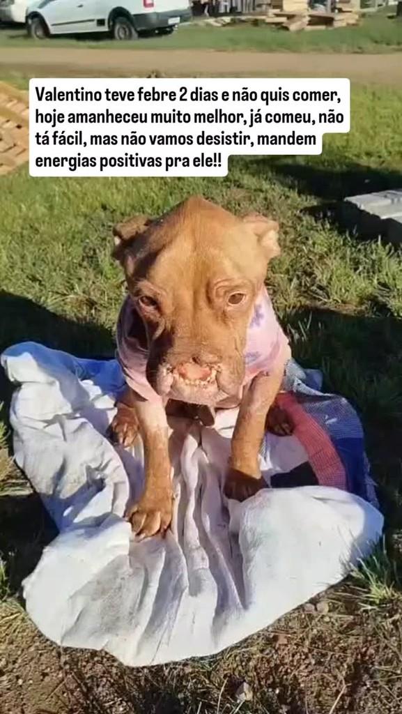 Valentino, cachorro de porte médio para adoção em Santo Antônio da Patrulha - RS