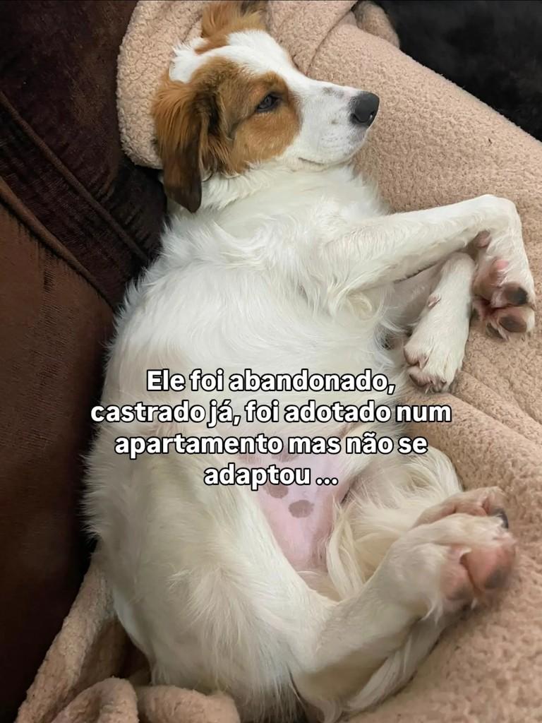 Frederico, cachorro de porte médio para adoção em Santo Antônio da Patrulha - RS