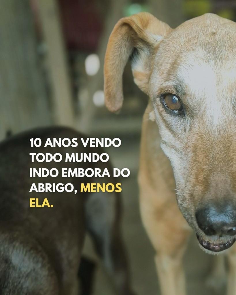 Gisele, cadela para adoção em Santo Antônio da Patrulha - RS