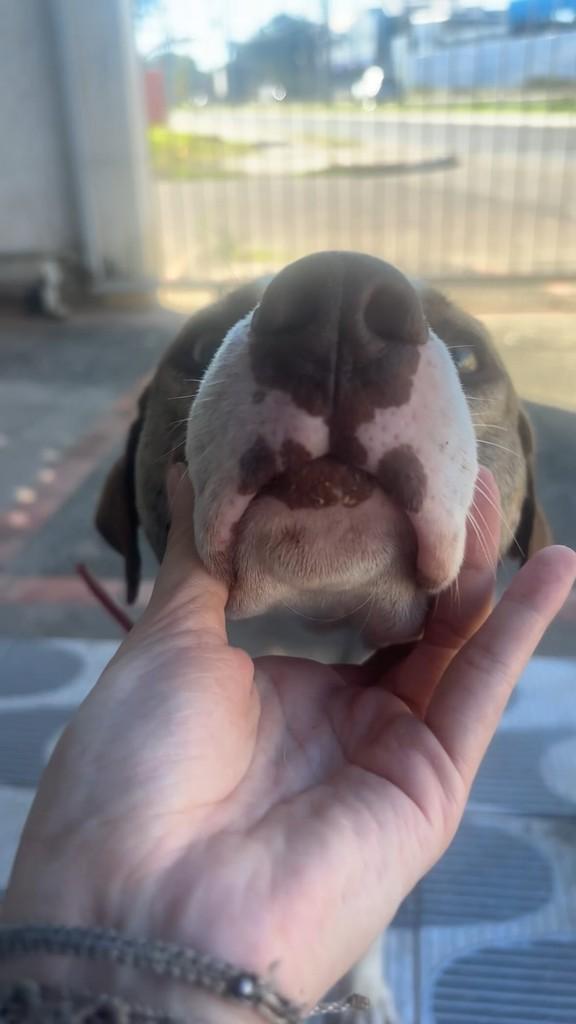 Bob, cachorro de porte médio para adoção em Santo Antônio da Patrulha - RS