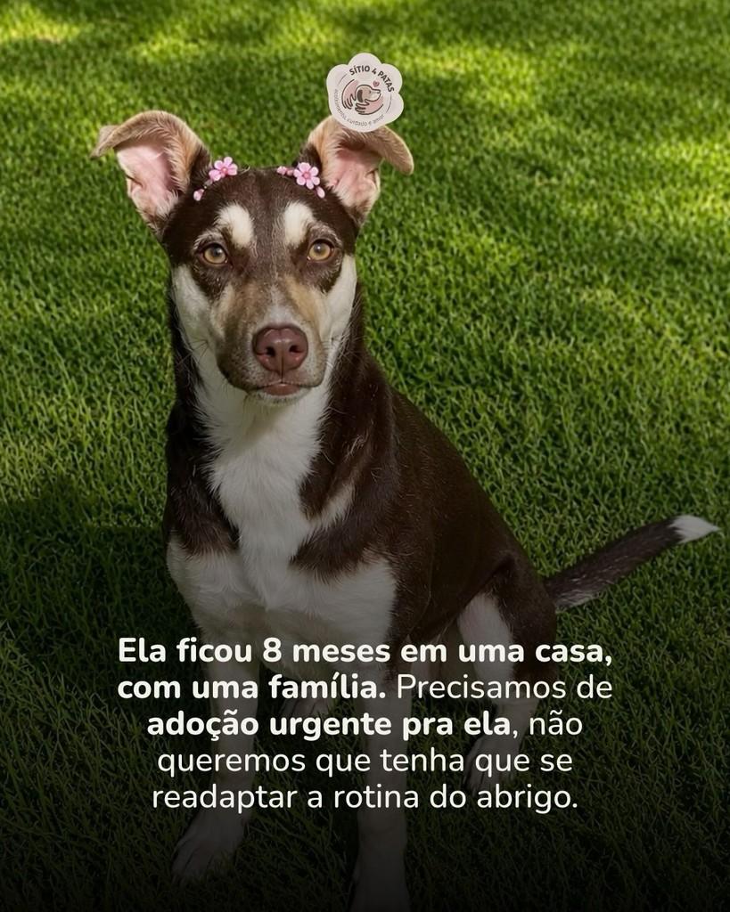 Gloria, cachorro de porte médio para adoção em Santo Antônio da Patrulha - RS
