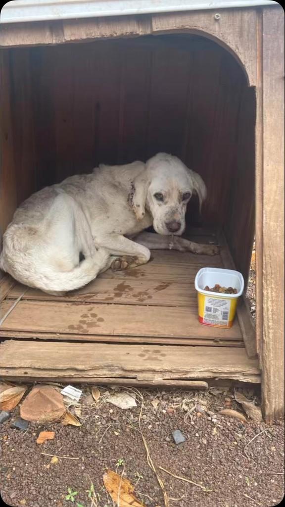 Musa, cachorro de porte médio para adoção em Santo Antônio da Patrulha - RS