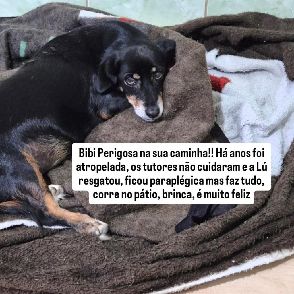 Bibi Perigosa, cadela de porte pequeno para adoção em Santo Antônio da Patrulha - RS