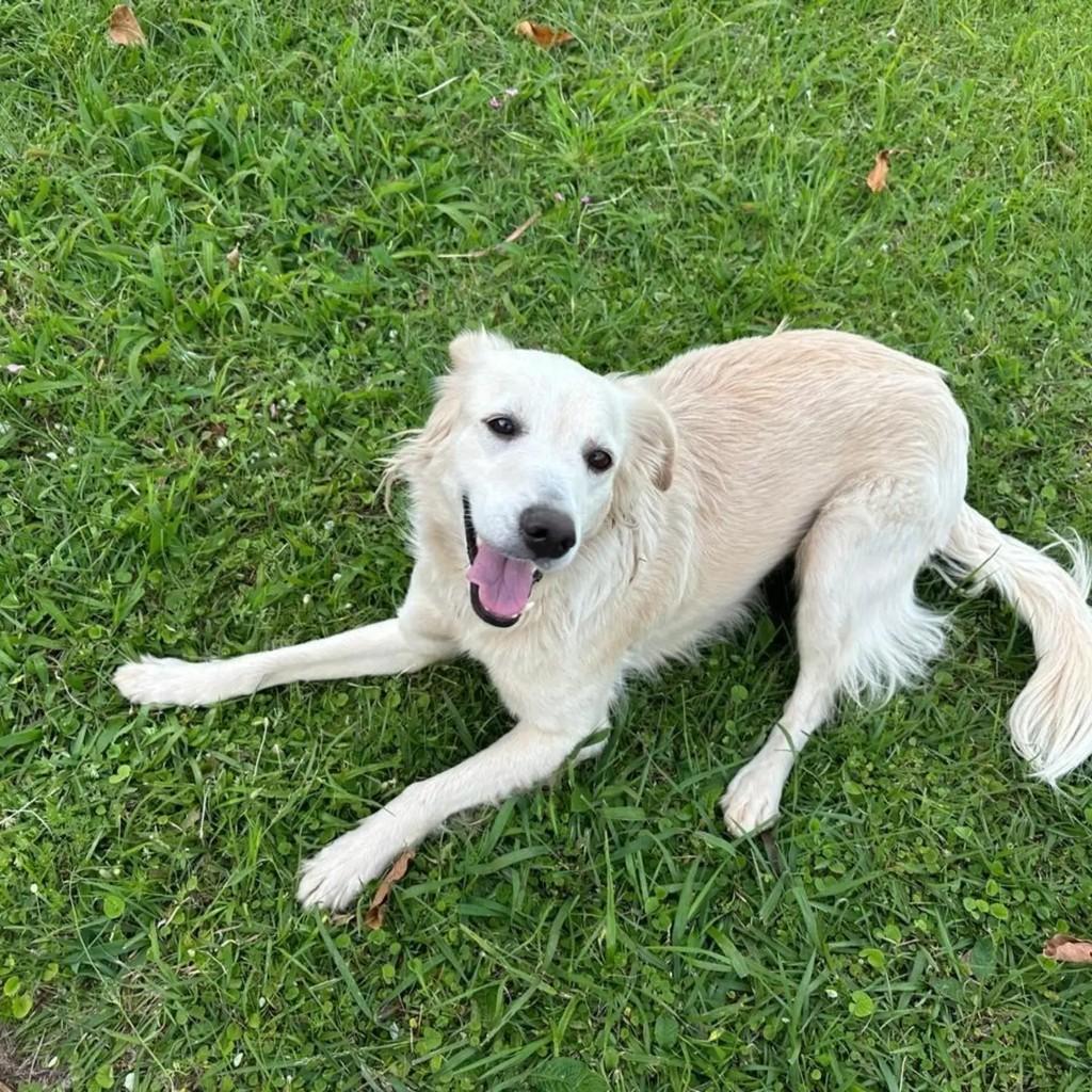 Léia, cachorro de porte médio para adoção em Santo Antônio da Patrulha - RS