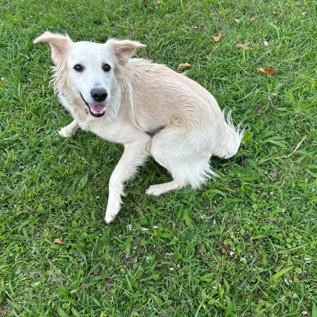 Léia, cachorro de porte médio para adoção em Santo Antônio da Patrulha - RS — foto 2 de 2