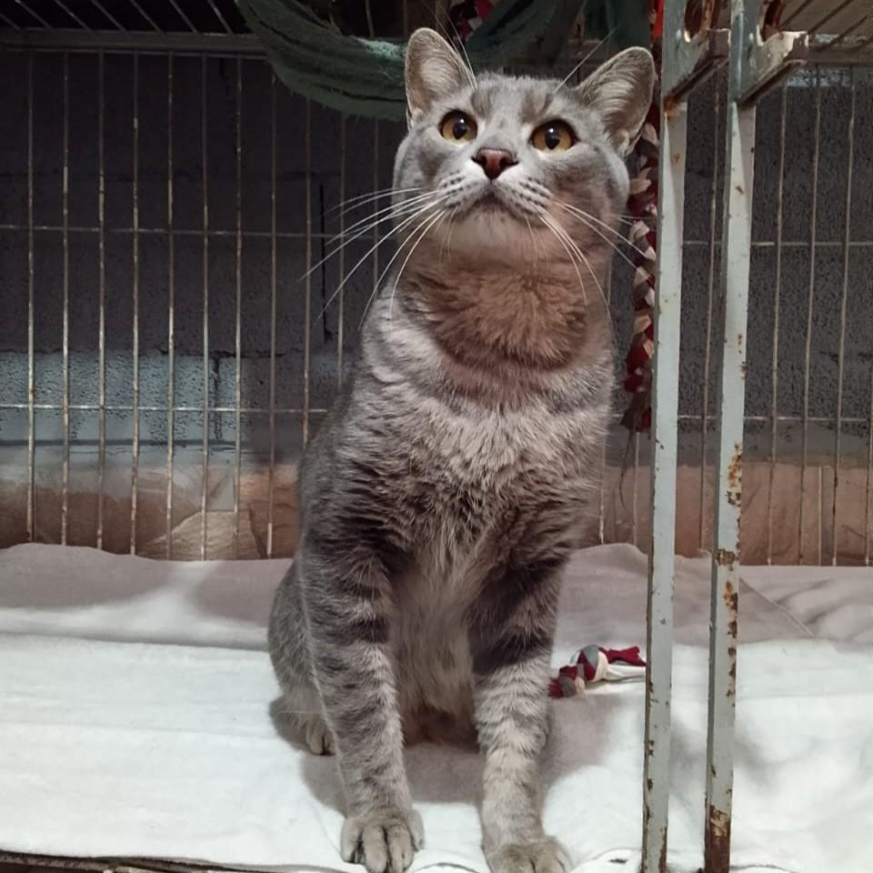 Ragnar, gato para adoção em Blumenau - SC