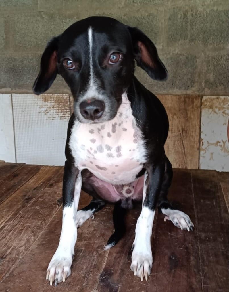 Balu, cachorro de porte médio para adoção em Blumenau - SC