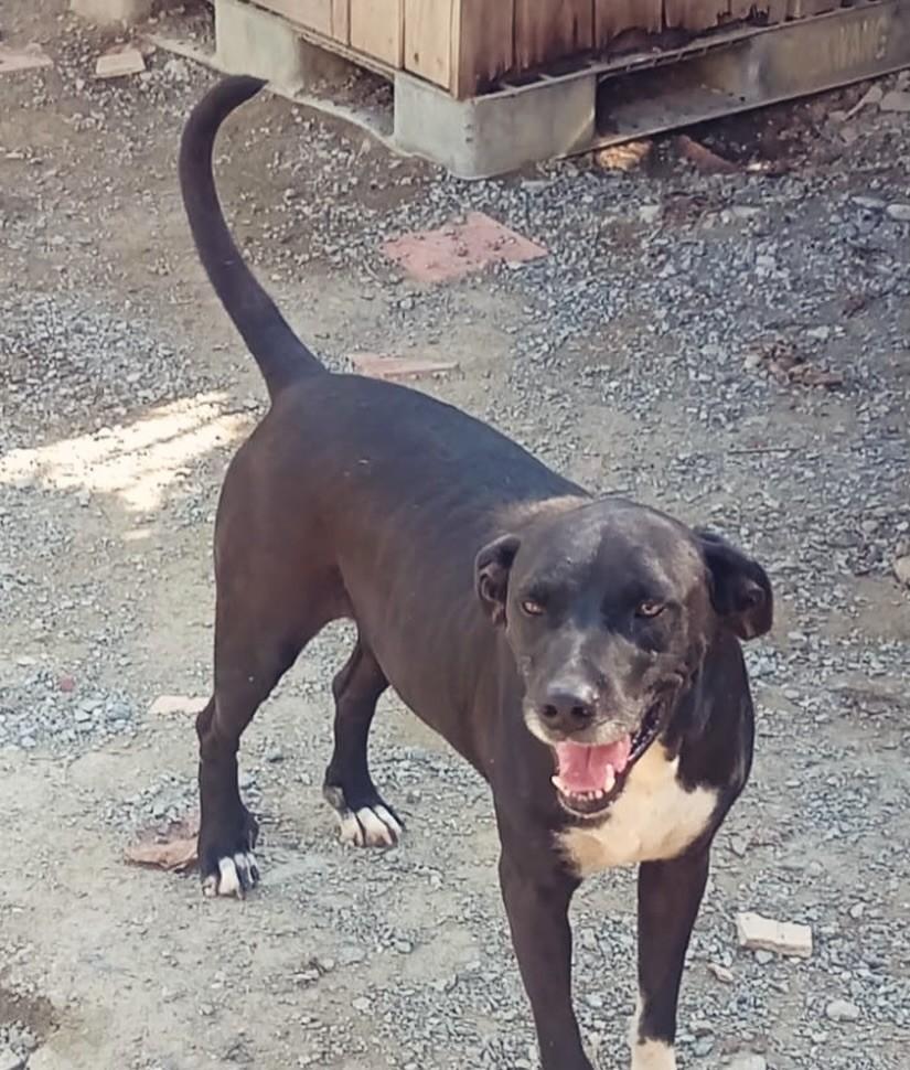 Troy, cachorro de porte grande para adoção em Blumenau - SC