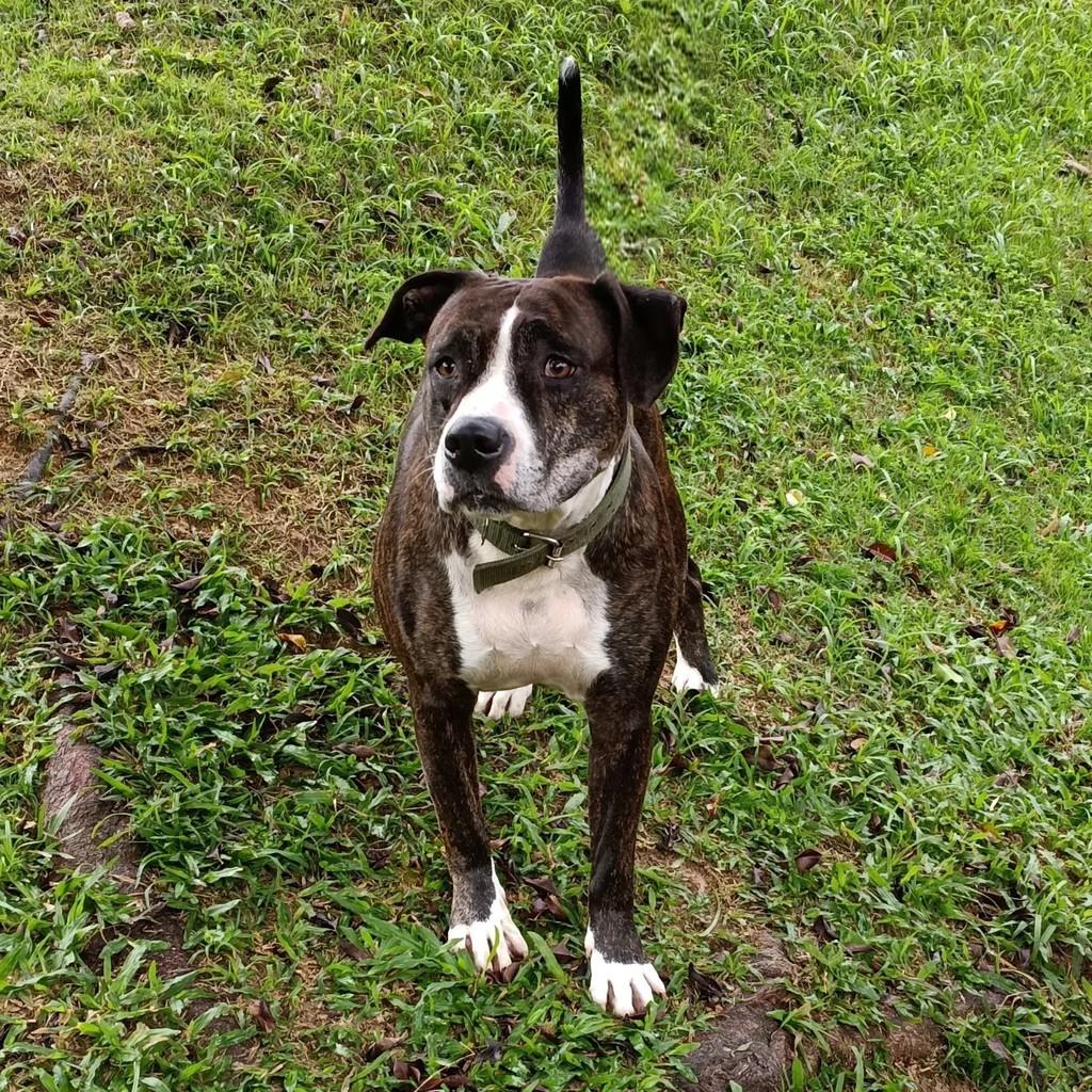 Robson, cachorro de porte médio para adoção em Blumenau - SC