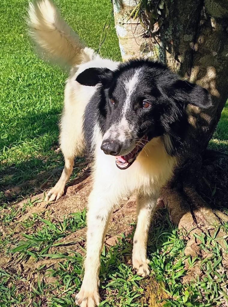 Bode, cachorro de porte grande para adoção em Blumenau - SC