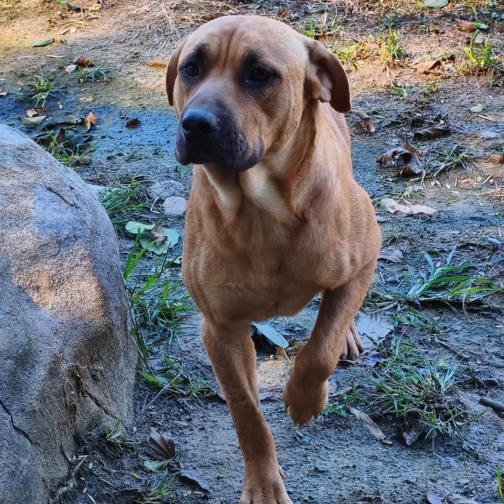 Chefe, cachorro de porte grande para adoção em Blumenau - SC